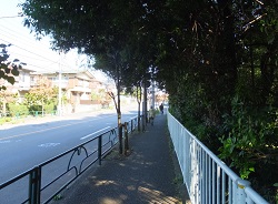 小金井街道
